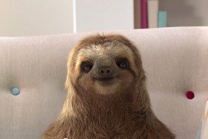 sloth01